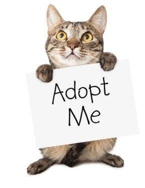 ADOPT ME, SUPPORT YOUR LOCAL STREET CAT | Poster